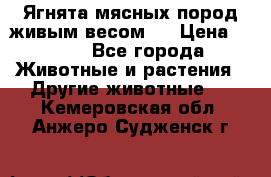 Ягнята мясных пород живым весом.  › Цена ­ 125 - Все города Животные и растения » Другие животные   . Кемеровская обл.,Анжеро-Судженск г.